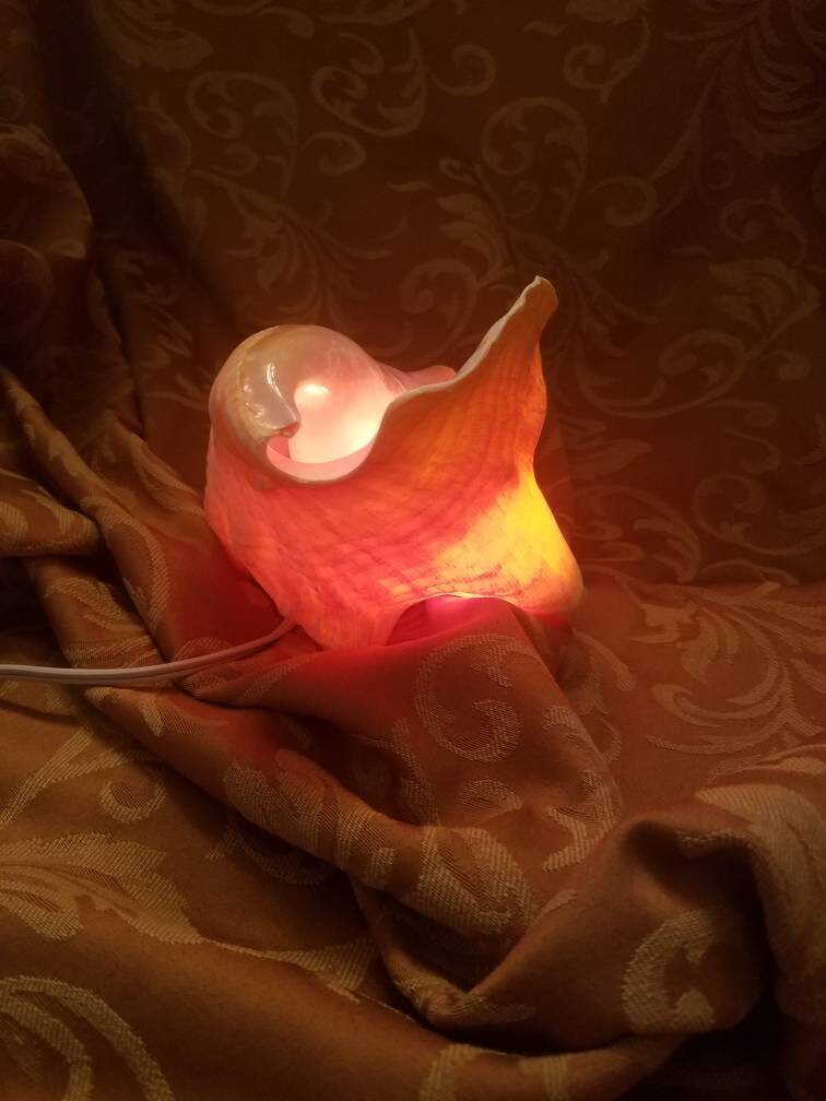 Bahamian Queen Conch Shell Light, Pink Conch Shell Lamp