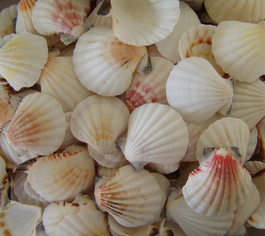 10pcs Semi White Small Pectin Craft Seashells, Approximately 1 3/4" - 2"