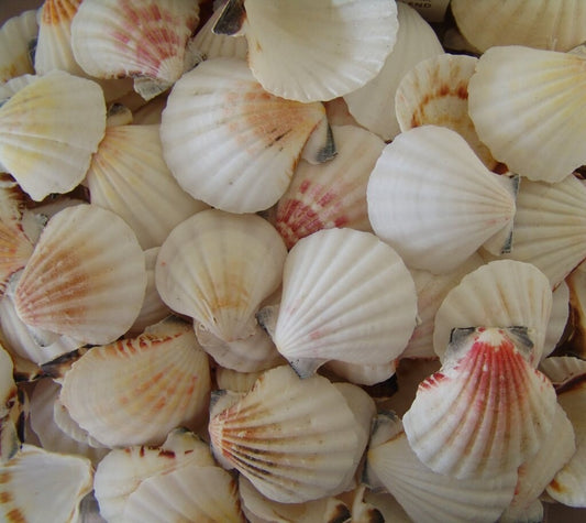 10pcs Semi White Small Pectin Craft Seashells, Approximately 1 3/4" - 2"