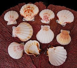 10pcs Semi White Small Pectin Craft Seashells, Approximately 1 3/4" - 2"