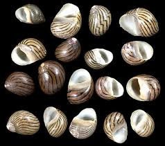 Mixed Nerita Columbella Seashells I ONE Cup Of Brown Craft Shells I Small Craft Shells I Wholesale Seashells I Approximately 3/8 - 5/8"