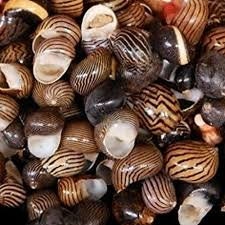 Mixed Nerita Columbella Seashells I ONE Cup Of Brown Craft Shells I Small Craft Shells I Wholesale Seashells I Approximately 3/8 - 5/8"