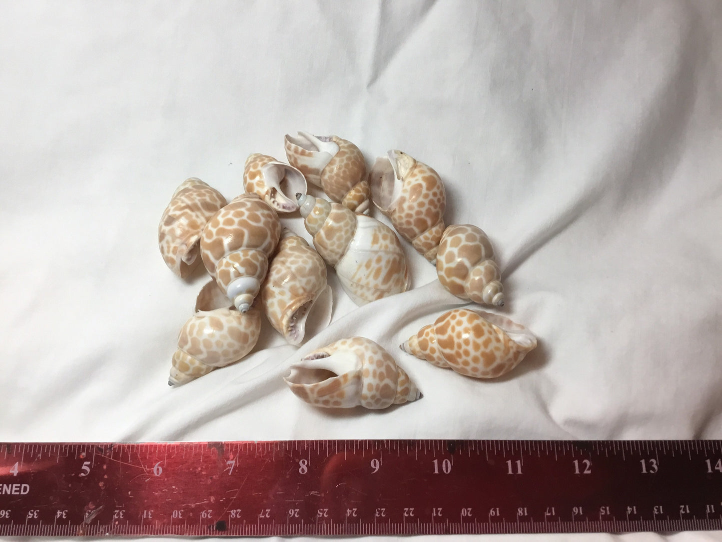 10 Pcs. Babylonia Japonica Or Spirata Seashells, Hermit Crab Seashells,  1.5"+