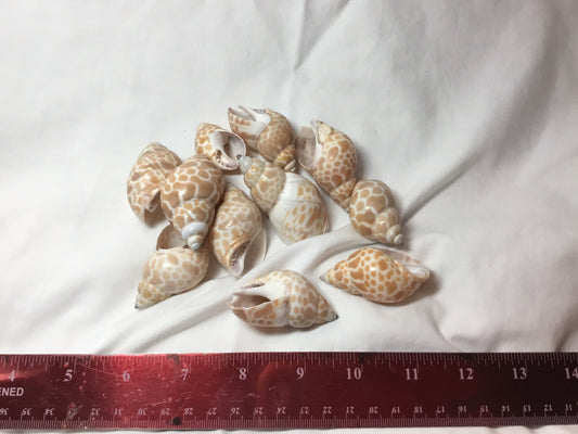 10 Pcs. Babylonia Japonica Or Spirata Seashells, Hermit Crab Seashells,  1.5"+