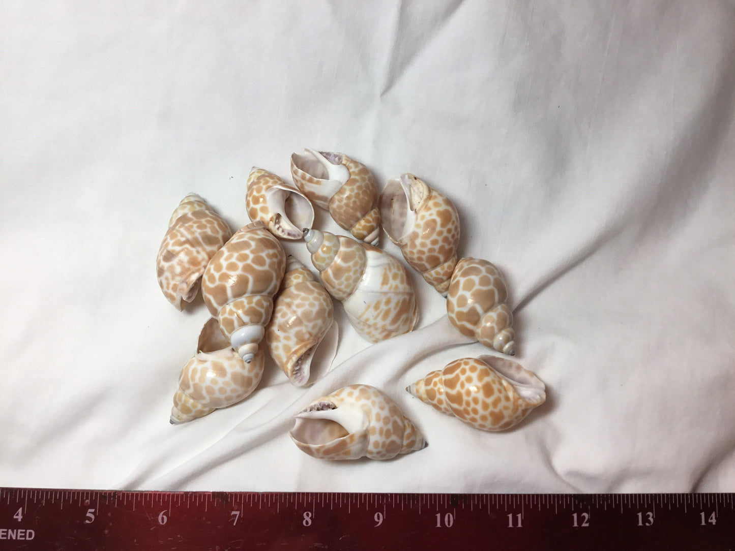 10 Pcs. Babylonia Japonica Or Spirata Seashells, Hermit Crab Seashells,  1.5"+