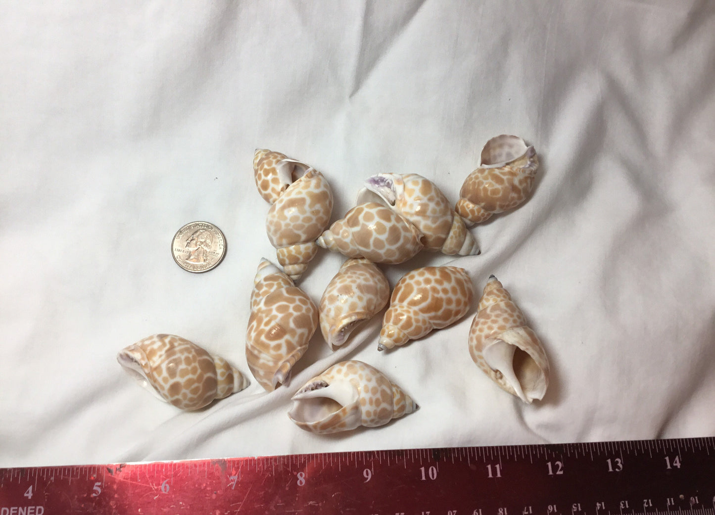 10 Pcs. Babylonia Japonica Or Spirata Seashells, Hermit Crab Seashells,  1.5"+