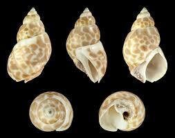 10 Pcs. Babylonia Japonica Or Spirata Seashells, Hermit Crab Seashells,  1.5"+