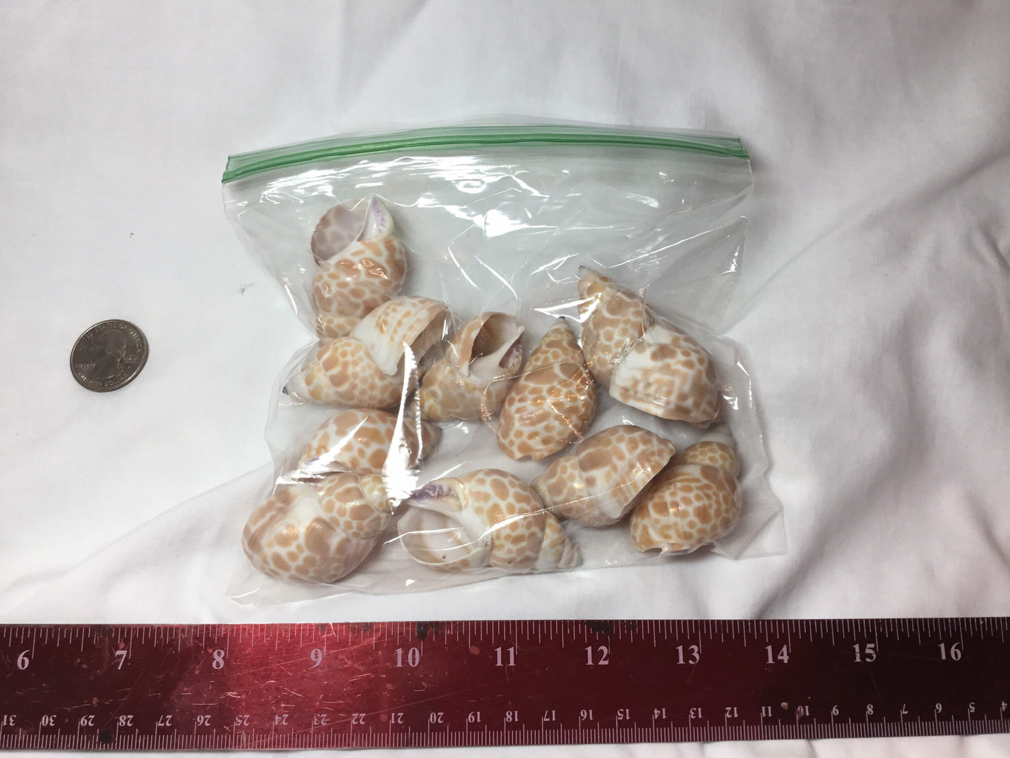 10 Pcs. Babylonia Japonica Or Spirata Seashells, Hermit Crab Seashells,  1.5"+