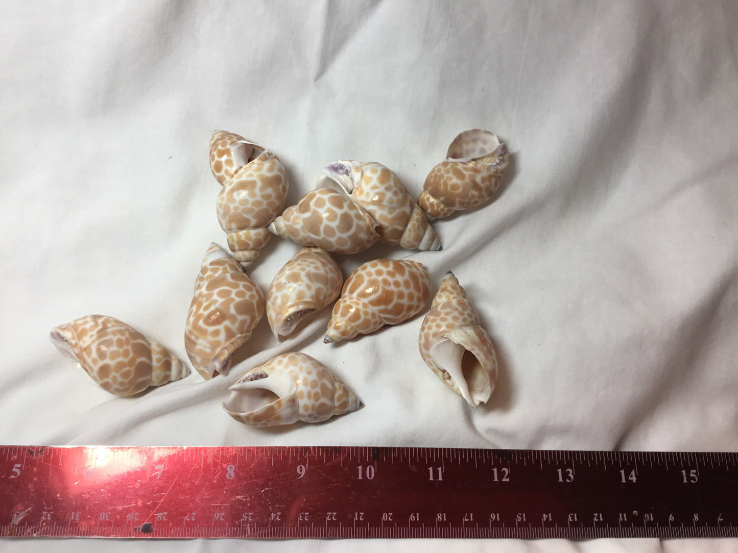 10 Pcs. Babylonia Japonica Or Spirata Seashells, Hermit Crab Seashells,  1.5"+