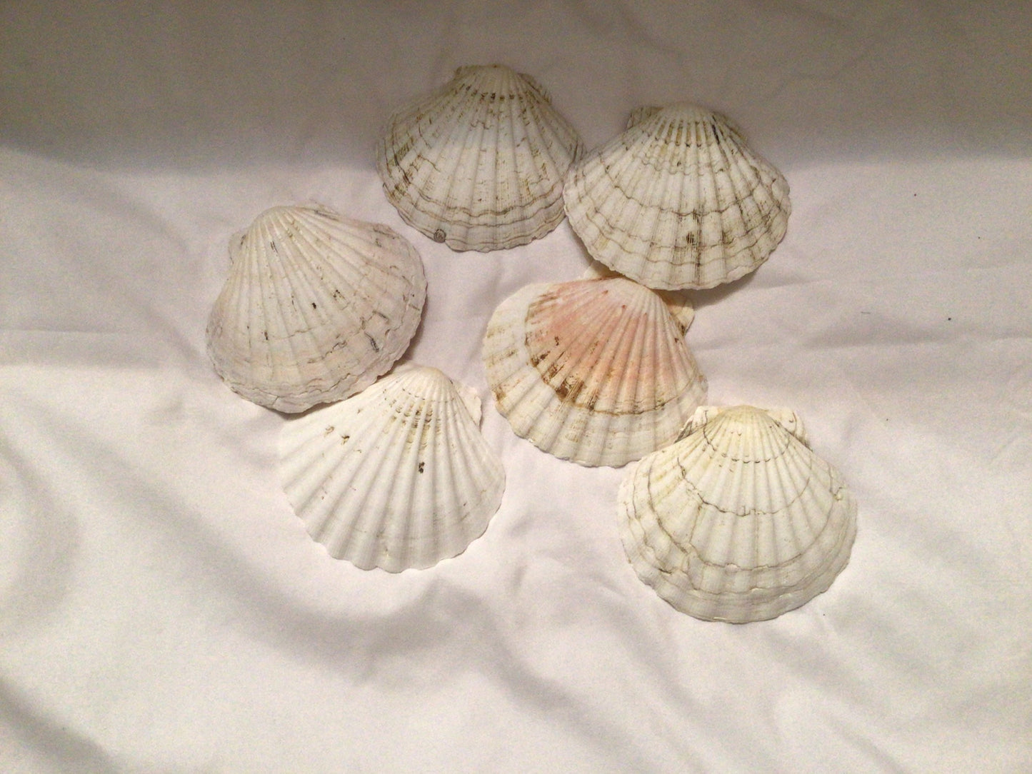 6 Pcs Irish Baking Clam | Damaged Semi-White Scallop Clam | Imperfect Scallop Clam | Scallop Shell | Craft Shell | Beach Decor I Imperfect