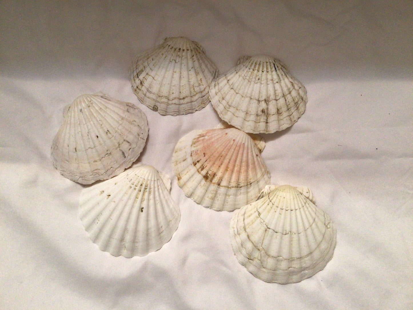 6 Pcs Irish Baking Clam | Damaged Semi-White Scallop Clam | Imperfect Scallop Clam | Scallop Shell | Craft Shell | Beach Decor I Imperfect