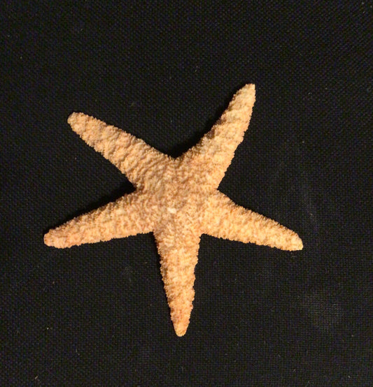 6.5” Resin Sugar Starfish I Faux Starfish I Large Starfish I Bahamas Sugar Starfish I Coastal Decor I Faux Coastal Decor