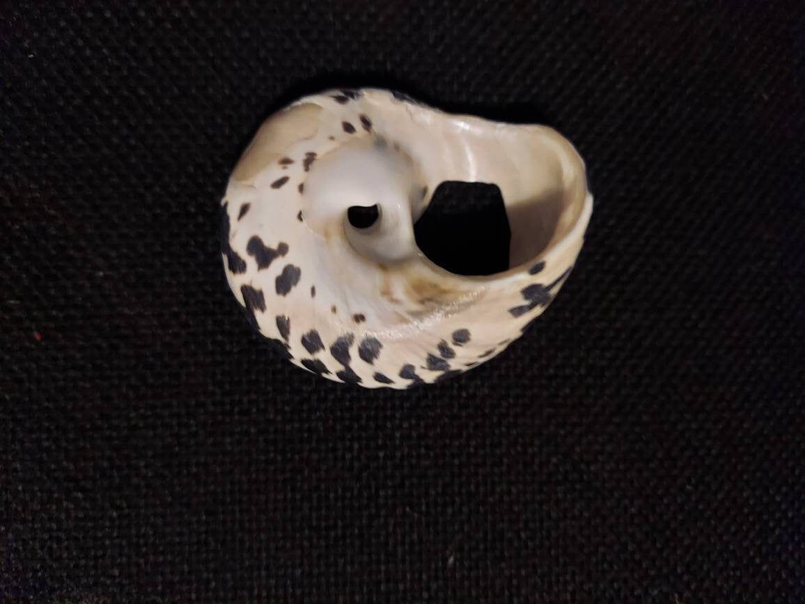 Arapica Cut Shell I Shell Jewelry Pendant I Craft Shell I Cut Seashell I Arapica Pendant I Black and White Seashell