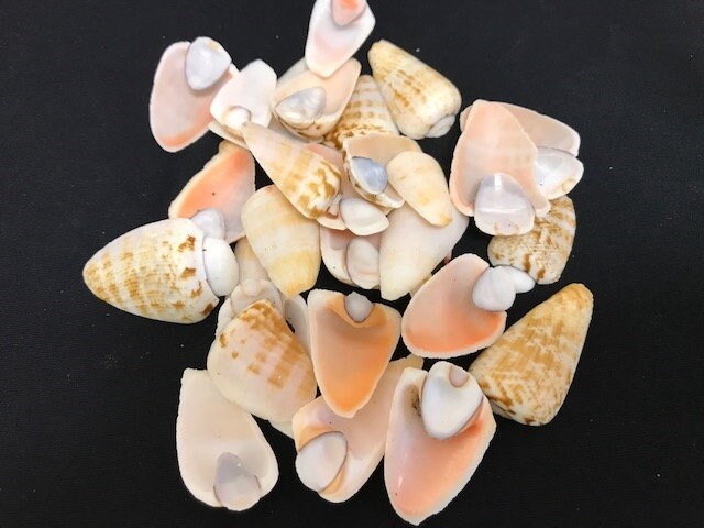 20-Pcs 3/4 Cut  Strawberry Seashells I Craft Shells I Cut Shells I Sliced Shells, Craft Seashells I Coastal Decor I Luhuanus Shell