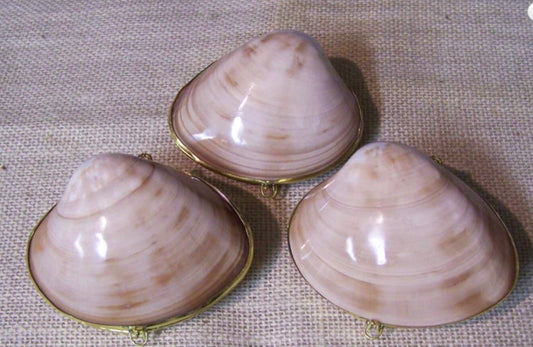 Seashell Coin Purse I Seashell Pill Box I Seashell Ring Holder I Shell Purse I Coastal Wedding Ring Pillow I Seashell Trinket Box