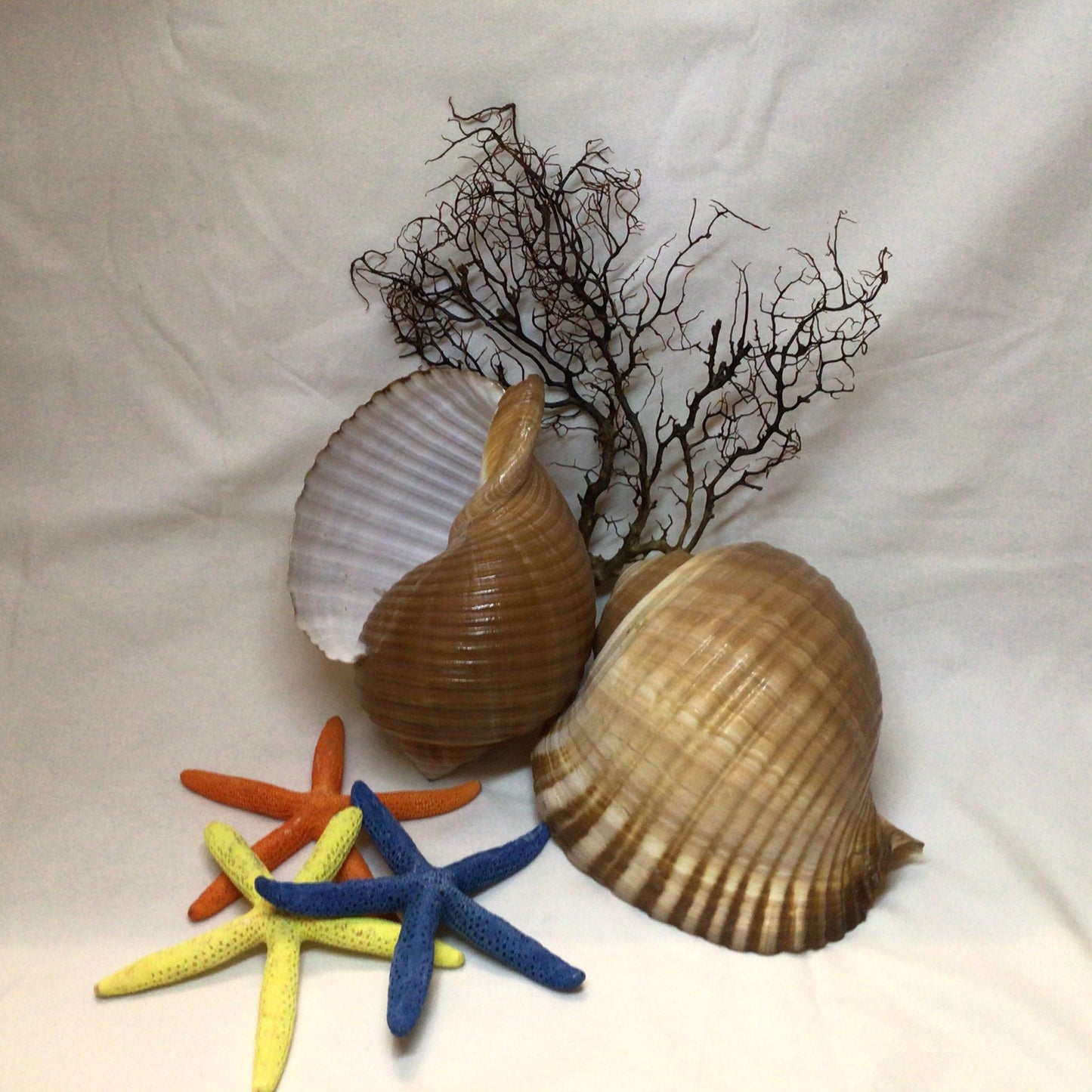 Tonna Oleria Shell I Extra Large Shell I Lightweight Seashell I Tonna Shell I 8-9" Shells I Wholesale Seashells