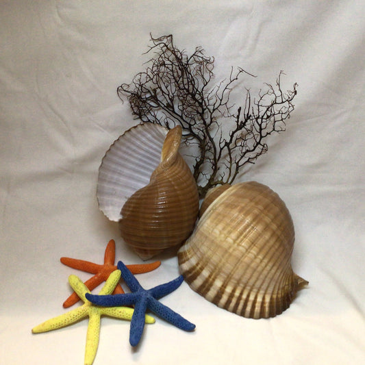 Tonna Oleria Shell I Extra Large Shell I Lightweight Seashell I Tonna Shell I 8-9" Shells I Wholesale Seashells