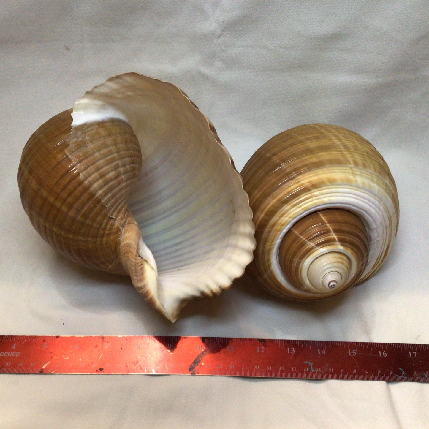 Tonna Oleria Shell I Extra Large Shell I Lightweight Seashell I Tonna Shell I 8-9" Shells I Wholesale Seashells