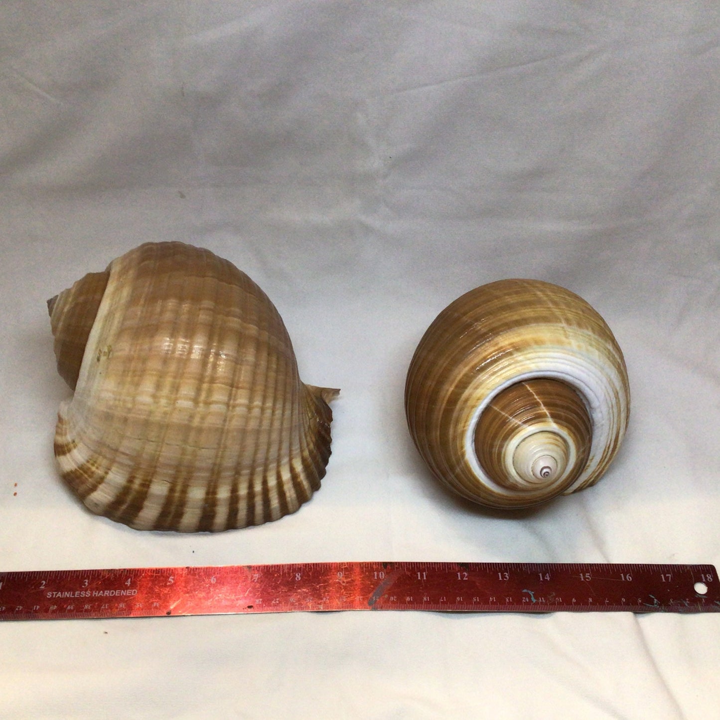 Tonna Oleria Shell I Extra Large Shell I Lightweight Seashell I Tonna Shell I 8-9" Shells I Wholesale Seashells