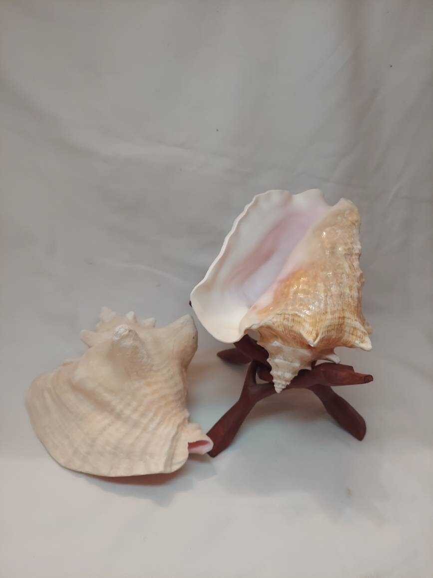 Bahamian Queen Conch Shell, Pink Conch Shell SLIT BACK, Large Seashell