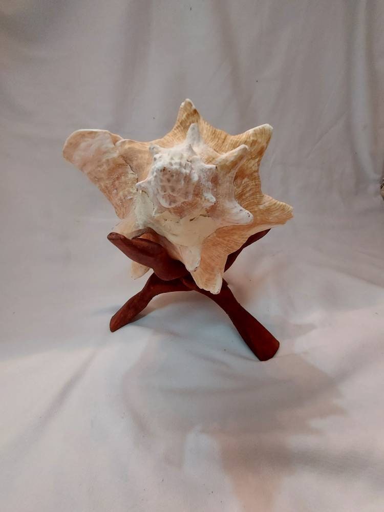 Bahamian Queen Conch Shell, Pink Conch Shell SLIT BACK, Large Seashell