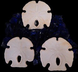 Keyhole Arrowhead Sand Dollar I White Sand Dollar I Wedding Seashells I White Sand Dollar I Key Hole Sand Dollar I Arrowhead Sand Dollar