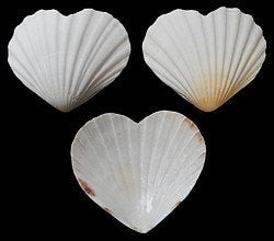 Heart Shape Scallop Shell I Semi-White Irish Baking Clam | Heart Shaped Clam I Heart Shell | Wedding Shells | Love Shells | Valentines Shell