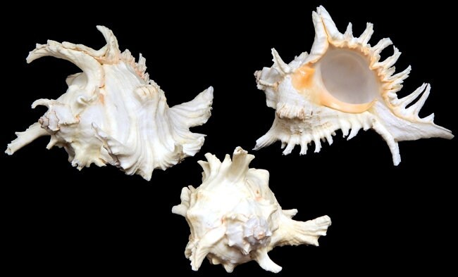 Murex Ramosus I Murex Seashell I Semi-White Wedding Shells I Specimen Seashells I White Murex Ramosus Shells