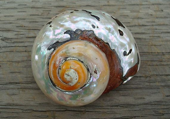 Polished Turbo Sarmaticus I Brown Turbo Seashell I Sarmaticus Specimen Seashell I Pearlized Turbo Shell I Bronze Turbo Shell