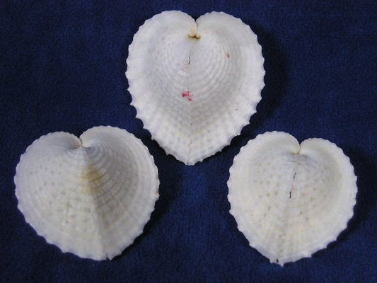 Cardium Cardissa Heart Cockle Shells, White Heart Seashells