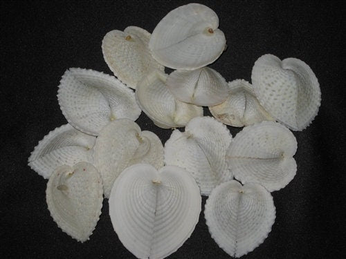 Cardium Cardissa Heart Cockle Shells, White Heart Seashells