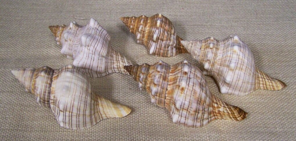 Fox Shell I Medium Fox Shell I 4-5" Fox Sea Shell I Coastal Decor I Brown Striped Seashells I Large Seashells