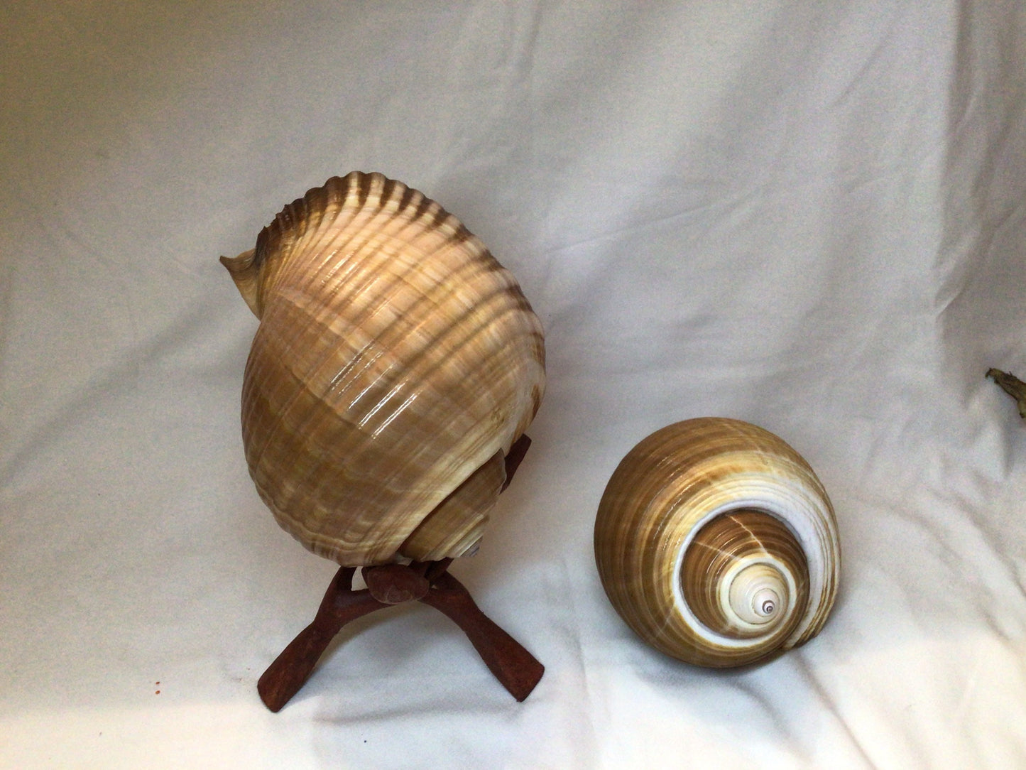 Tonna Oleria Shell I Extra Large Shell I Lightweight Seashell I Tonna Shell I 8-9" Shells I Wholesale Seashells