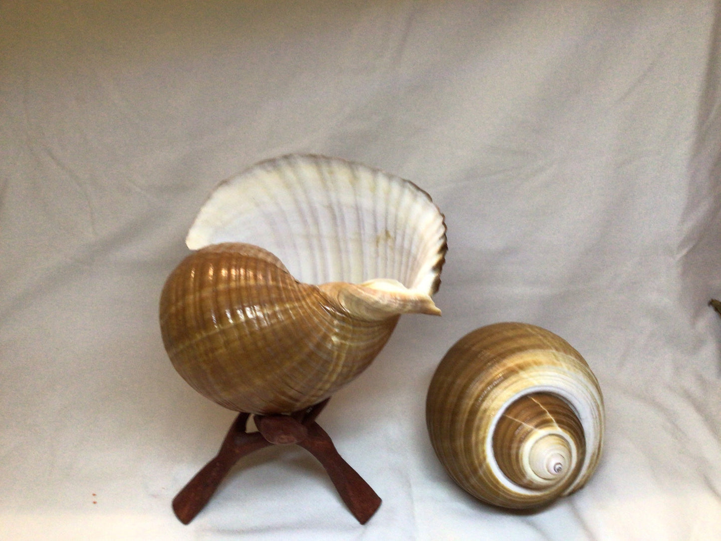 Tonna Oleria Shell I Extra Large Shell I Lightweight Seashell I Tonna Shell I 8-9" Shells I Wholesale Seashells