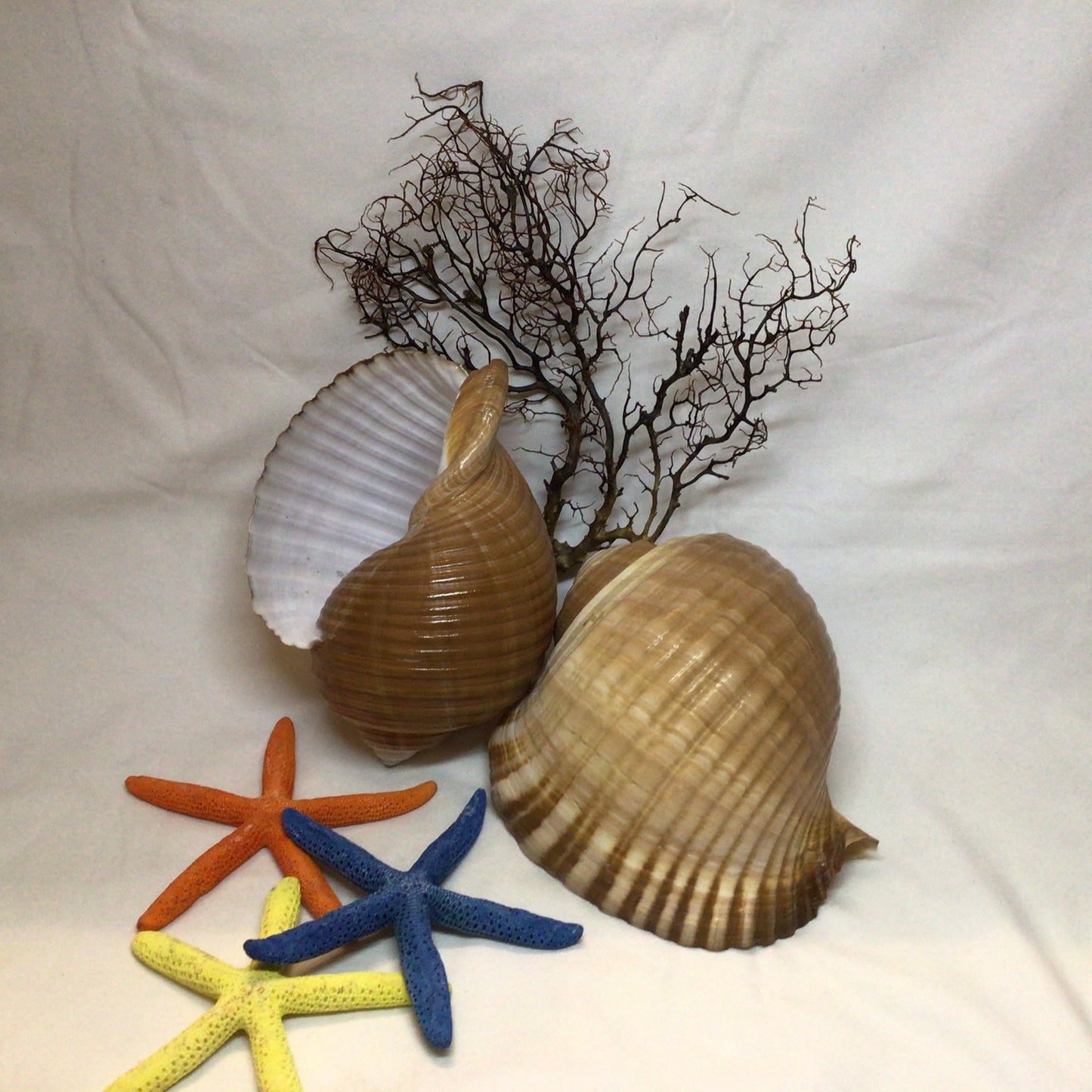 Tonna Oleria Shell I Extra Large Shell I Lightweight Seashell I Tonna Shell I 8-9" Shells I Wholesale Seashells