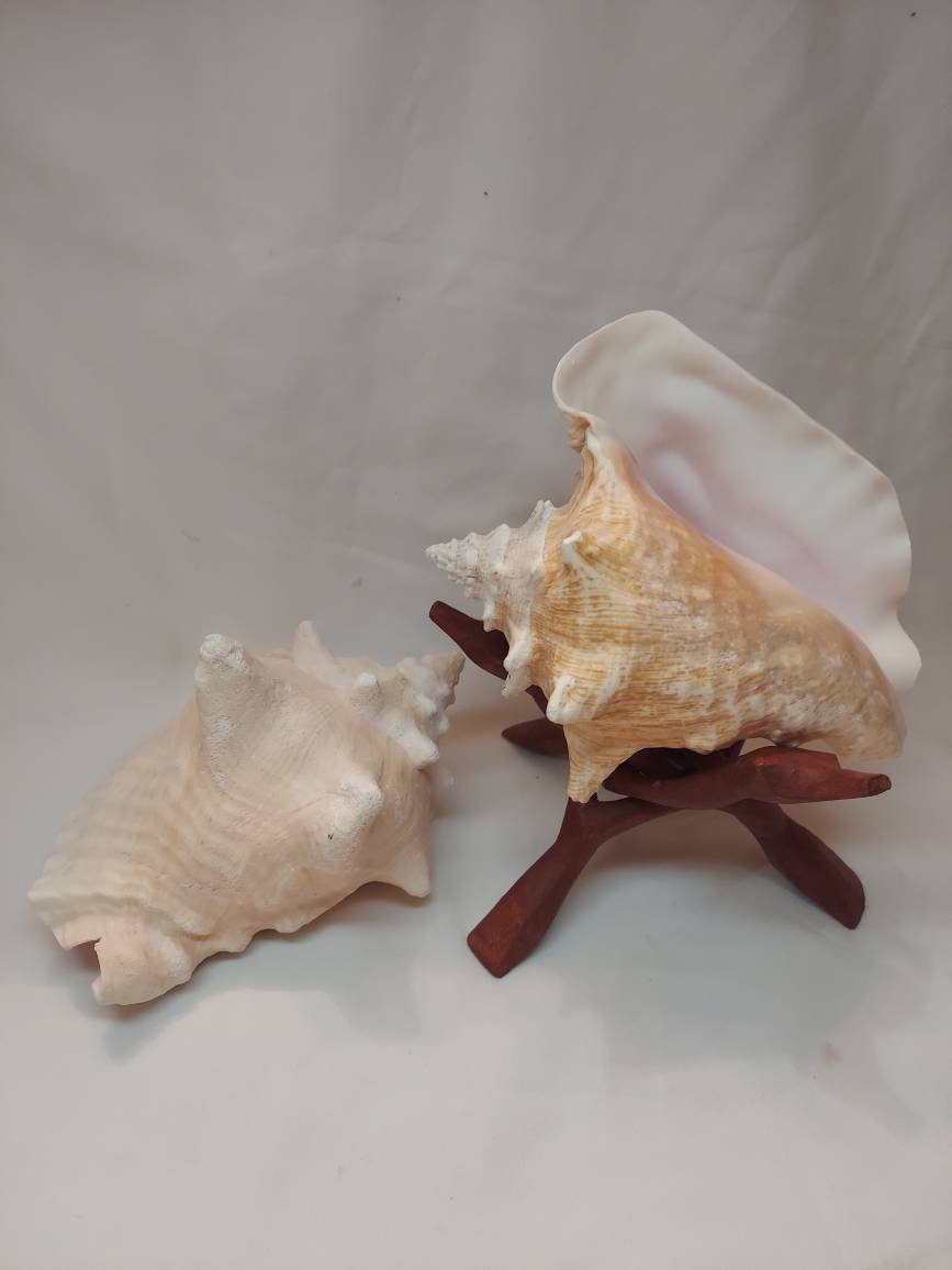 Bahamian Queen Conch Shell, Pink Conch Shell SLIT BACK, Large Seashell