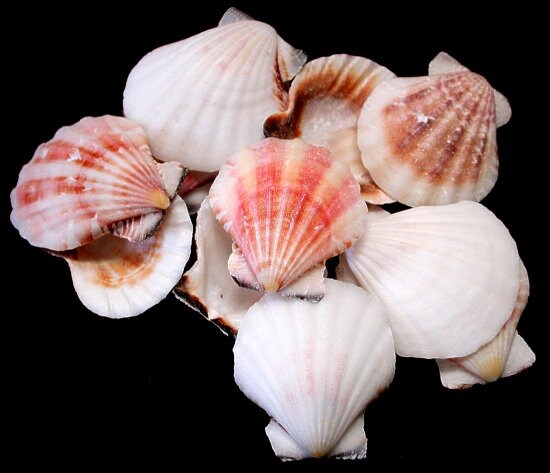 10pcs Semi White Small Pectin Craft Seashells, Approximately 1 3/4" - 2"