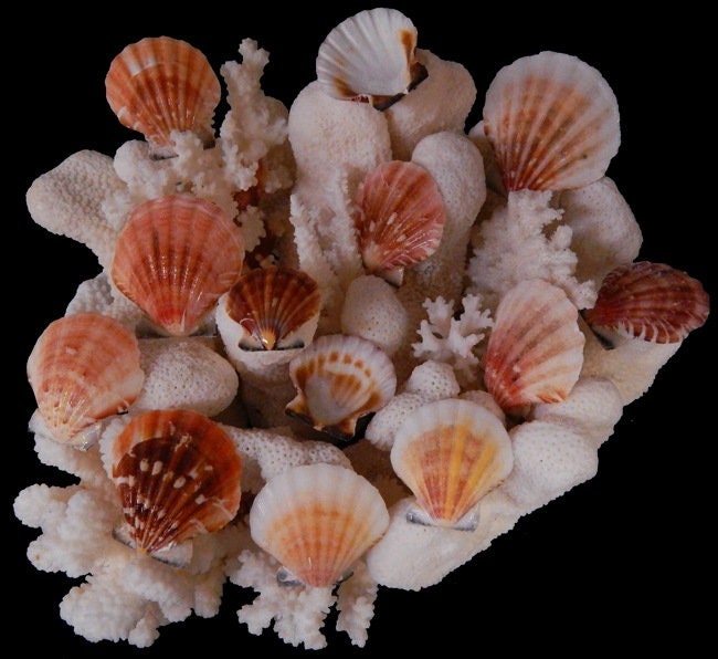 10pcs Semi White Small Pectin Craft Seashells, Approximately 1 3/4" - 2"