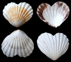 Heart Shape Scallop Shell I Semi-White Irish Baking Clam | Heart Shaped Clam I Heart Shell | Wedding Shells | Love Shells | Valentines Shell