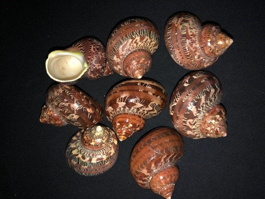 Turbo Petholatus Snakeskin Shell I Turbo Seashell I Turbo Petholatus Shells I Approximately 1.5-2.5" Hermit Crab Shells