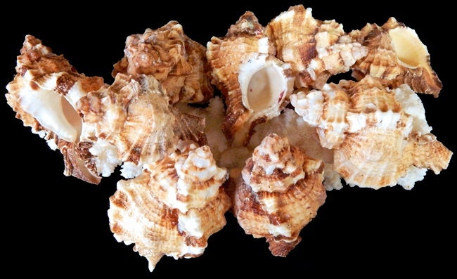 Apple Murex Seashells, Murex Seashells, Hermit Crab Shells, Approx. 2-3"