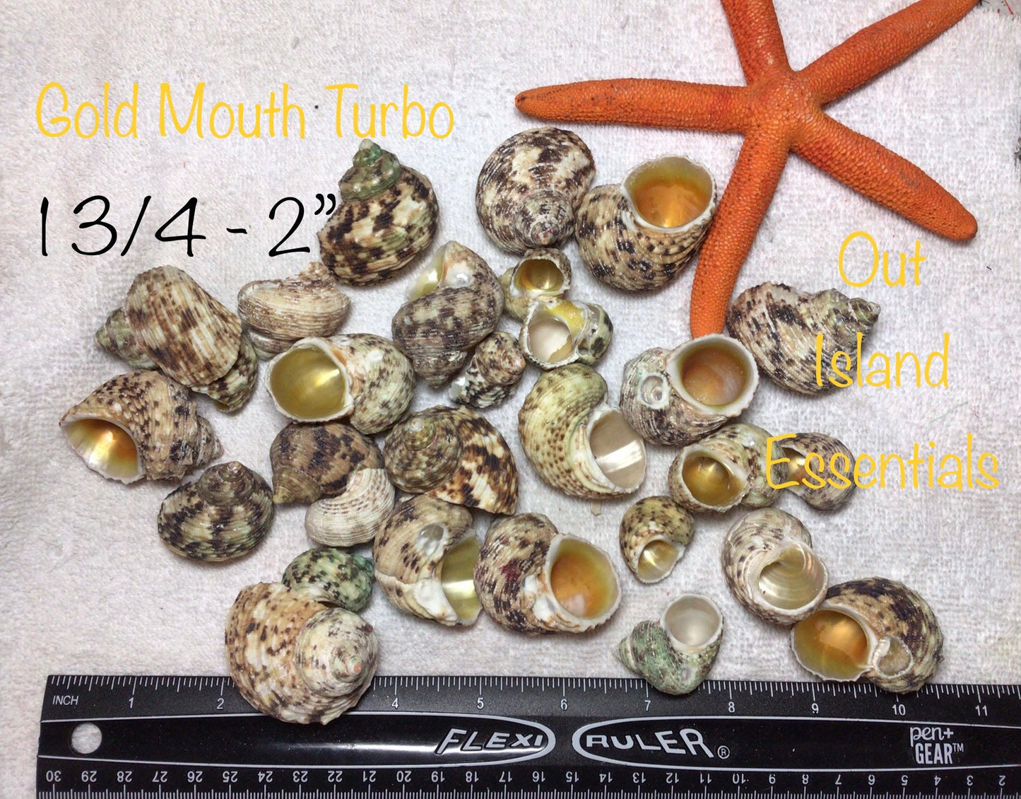 3 Pcs. Goldmouth Turbo I Approx. 1 3/4 - 2" Turbo Shells I Gold Turbo Seashells I Hermit Crab Shells I Hermit Crab Homes I Gold Mouth Turbo