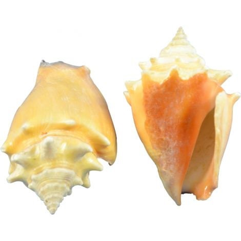 Small Conch Shell I Hawk Wing Conch I Fighting Conch I Milk Conch I