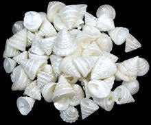 100 Pearlized Among Pong Small Craft Seashells Approximately 1/2" - 1"