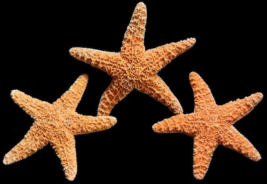 2 Pc. Sugar Starfish, Medium 2-4" Real Craft Starfish, Bahamas Sugar Starfish, Coastal Decorations