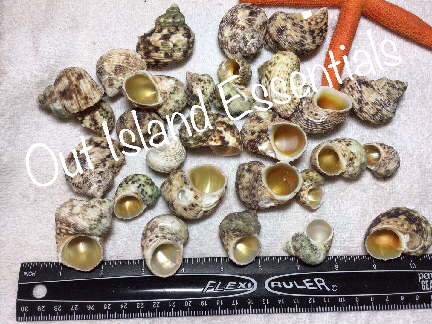 3 Pcs. Goldmouth Turbo I Approx. 1 3/4 - 2" Turbo Shells I Gold Turbo Seashells I Hermit Crab Shells I Hermit Crab Homes I Gold Mouth Turbo