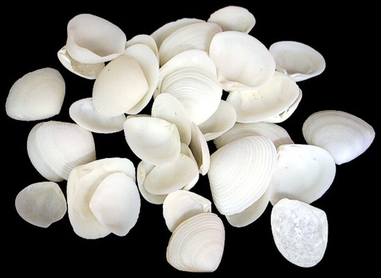 100 Pearlized Among Pong Small Craft Seashells Approximately 1/2" - 1"