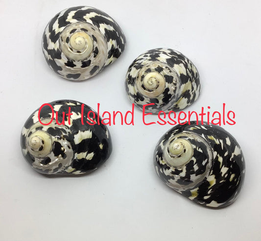 Polished Mag Pie Seashell I Black and White Polished Shells I Mag Pie Sea Shells I Mag Pie Or Arapica Shell I Approx. 2" + Hermit Crab Shell