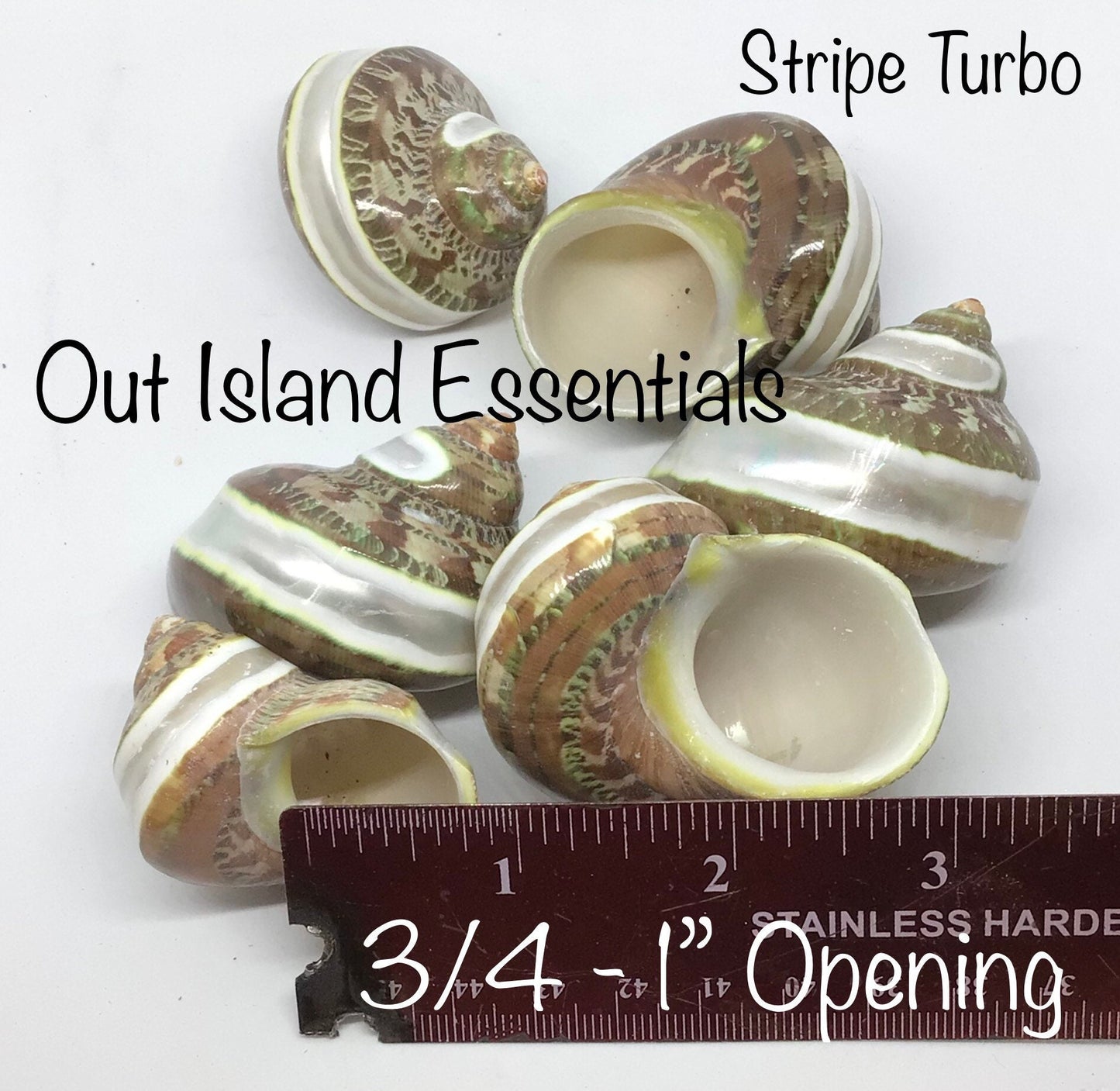 Pearlized Turbo Petholatus Stripe I Stripe Turbo I Hermit Crab Shells | Hermit Homes