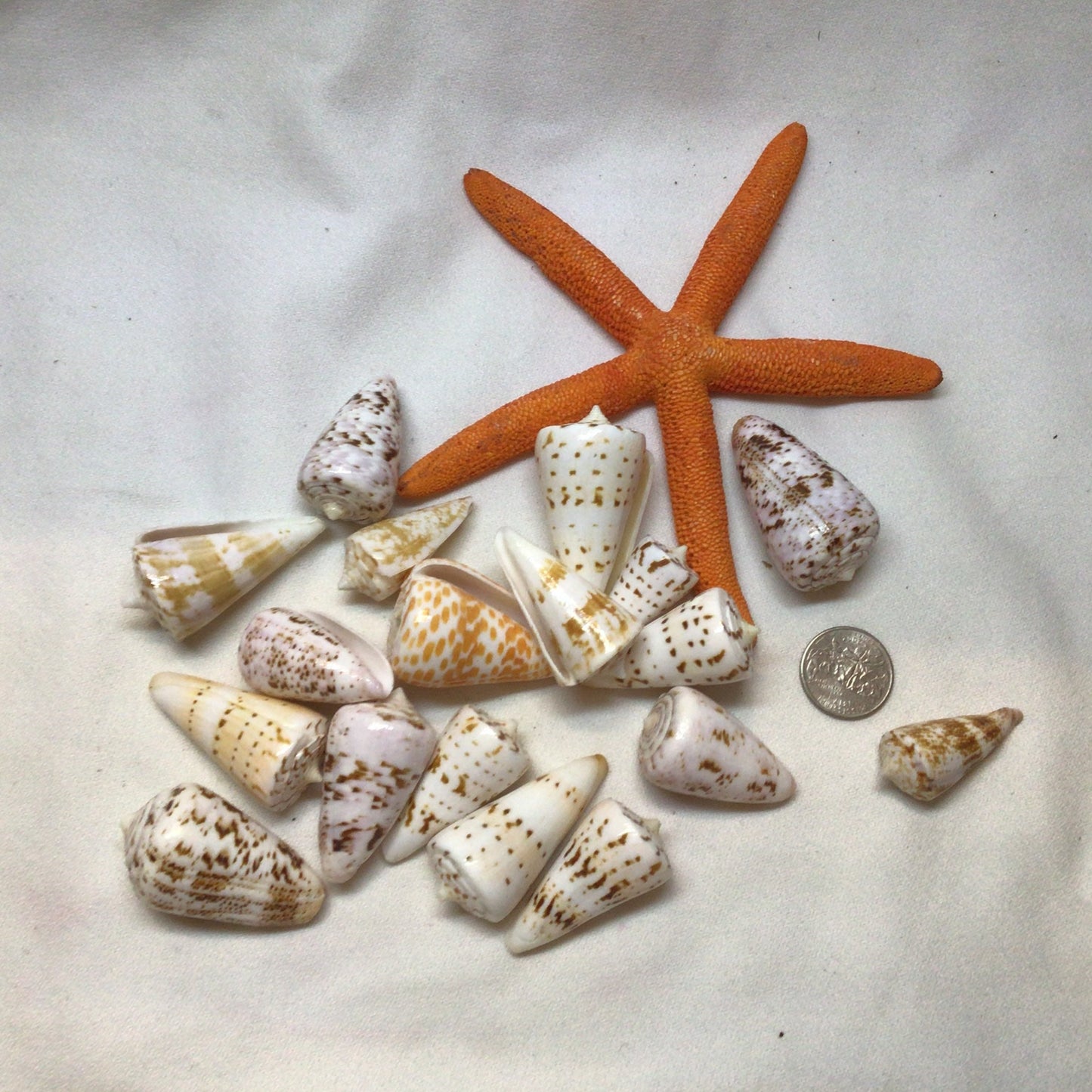 Conus Generalis Shells I Cone Shells I Cone Shells Sizes1 1/2" - 2" I Craft Shells I Wholesale Cone Shells I Craft Shells I FIVE Med. Shells